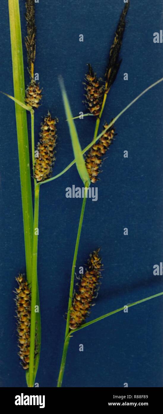 Carex pellita NRCS-2. Stock Photo