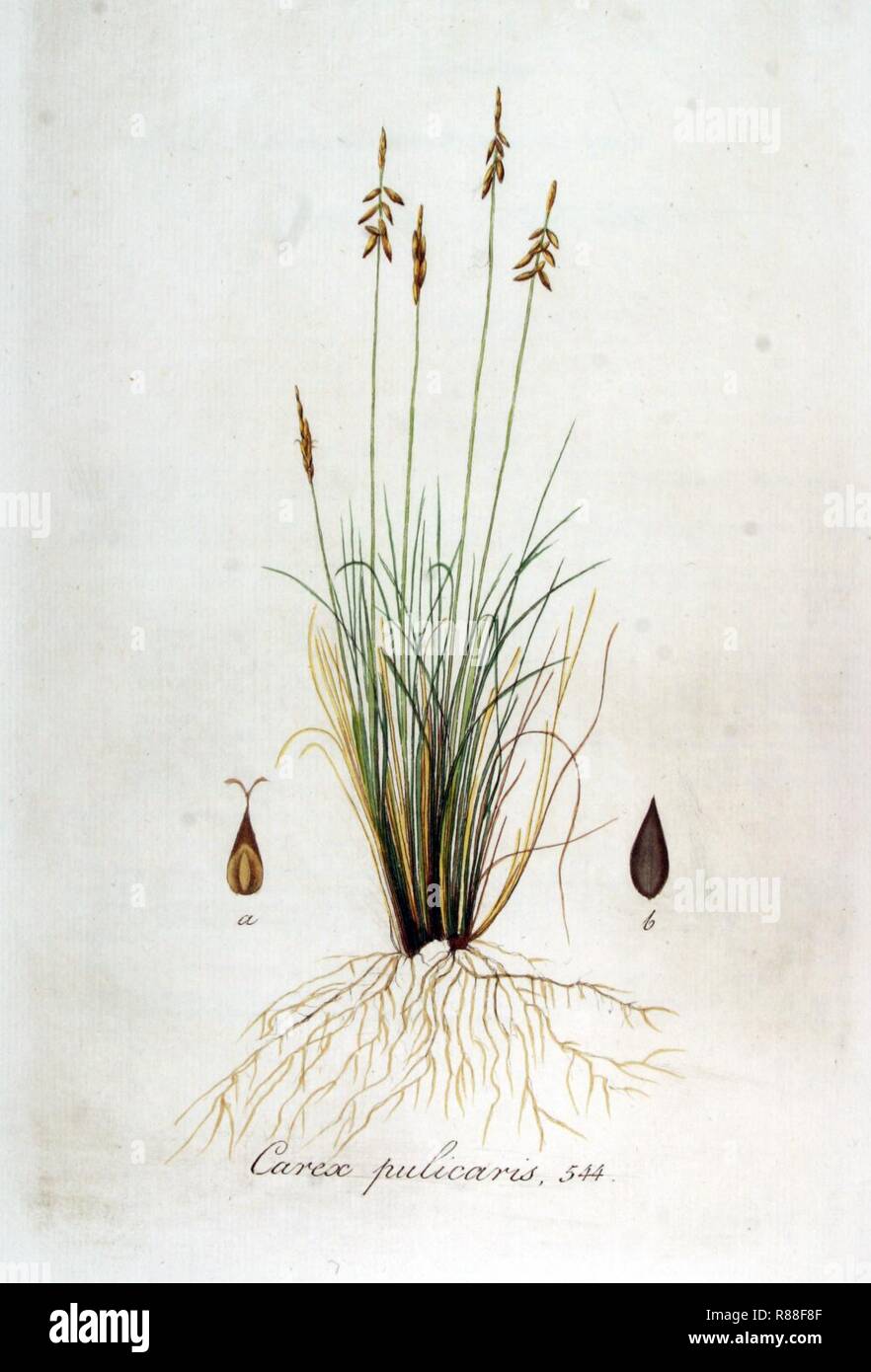 Carex pulicaris — Flora Batava — Volume v7. Stock Photo