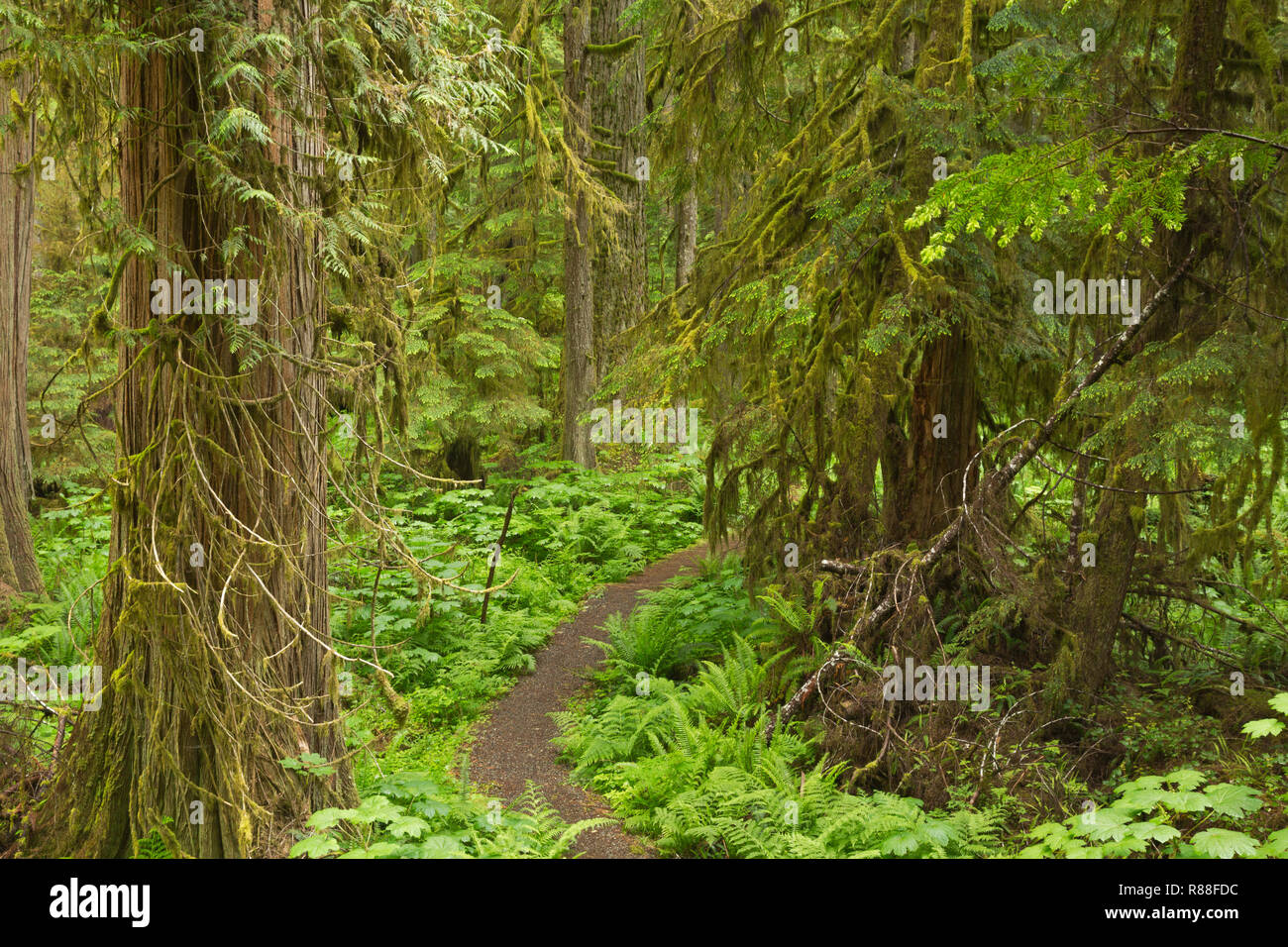 WA15507-00...WASHINGTON - Old Mine Trail accessed from the Carbon River Road/Trail winding through the temperate rain forest in Mount Rainier National Stock Photo