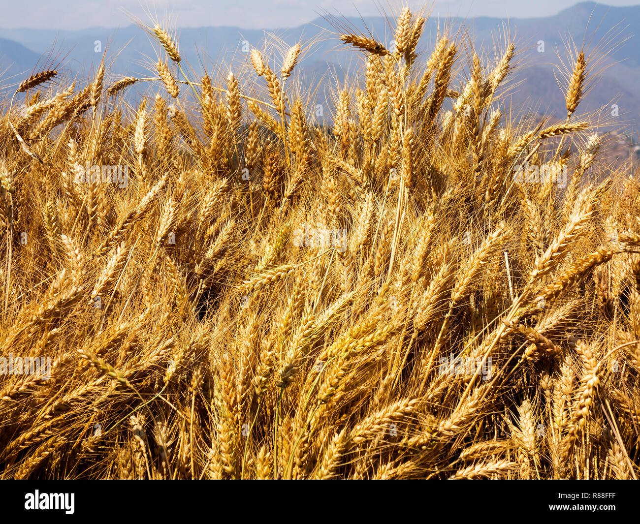 Wheat bunch drying on the sun on a house at Kala Agar village, Kumaon Hills, Uttarakhand, India Stock Photo