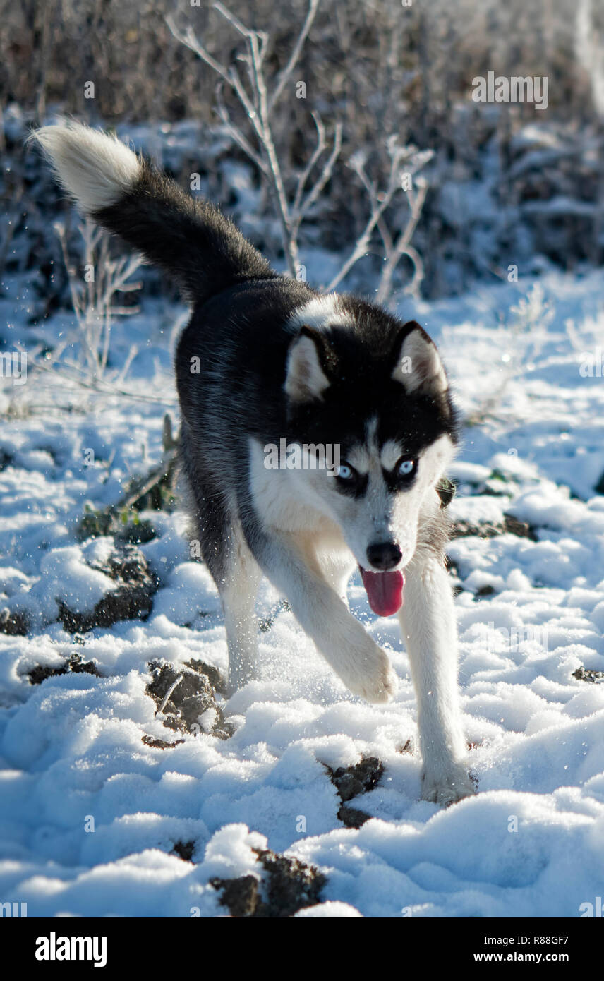 husky black blue eyes