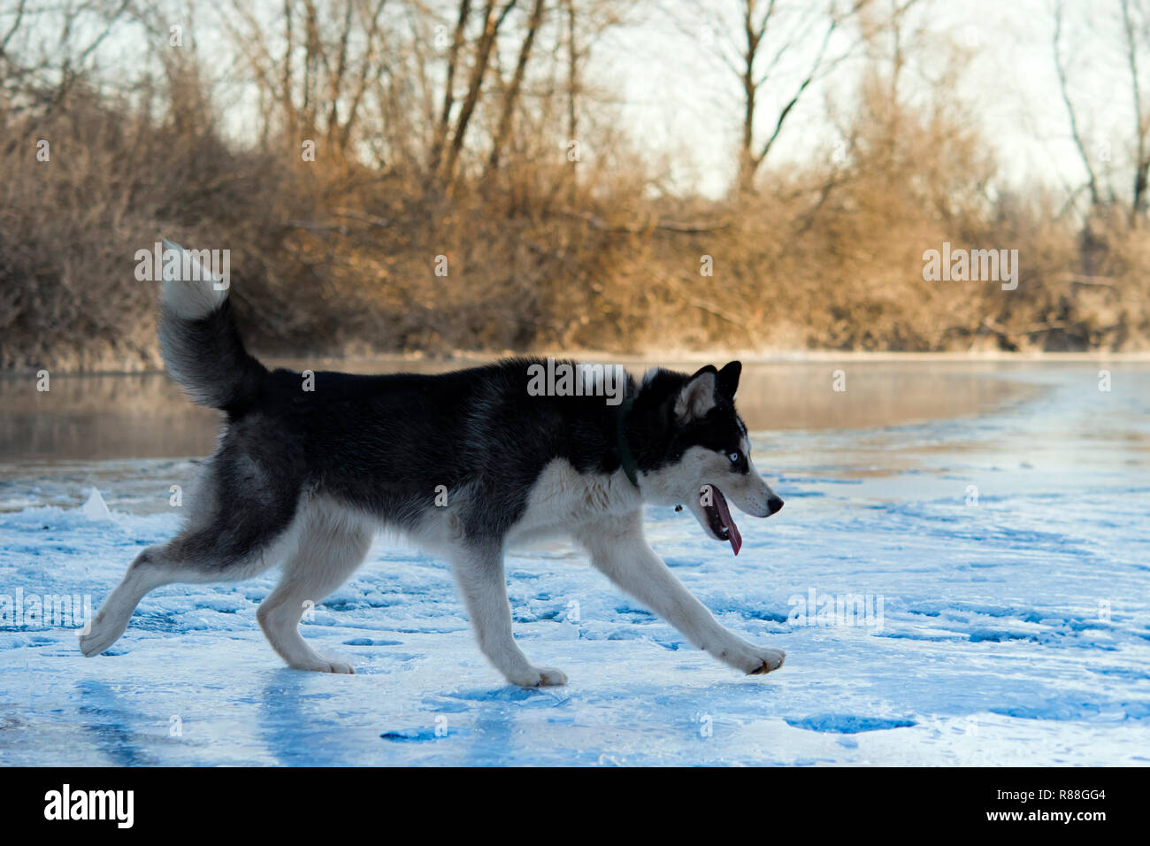 Siberian Husky in the winter on the river Stock Photo