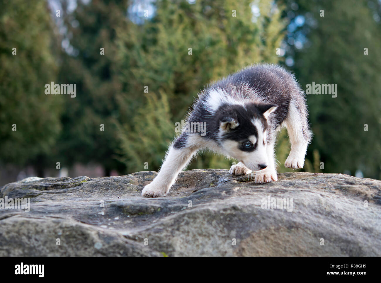Siberian husky sits on the edge of the rock and looks down Stock Photo ...