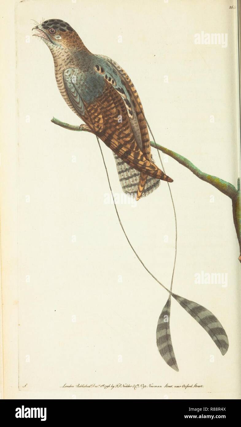 Caprimulgus longipennis Shaw, 1796. Stock Photo