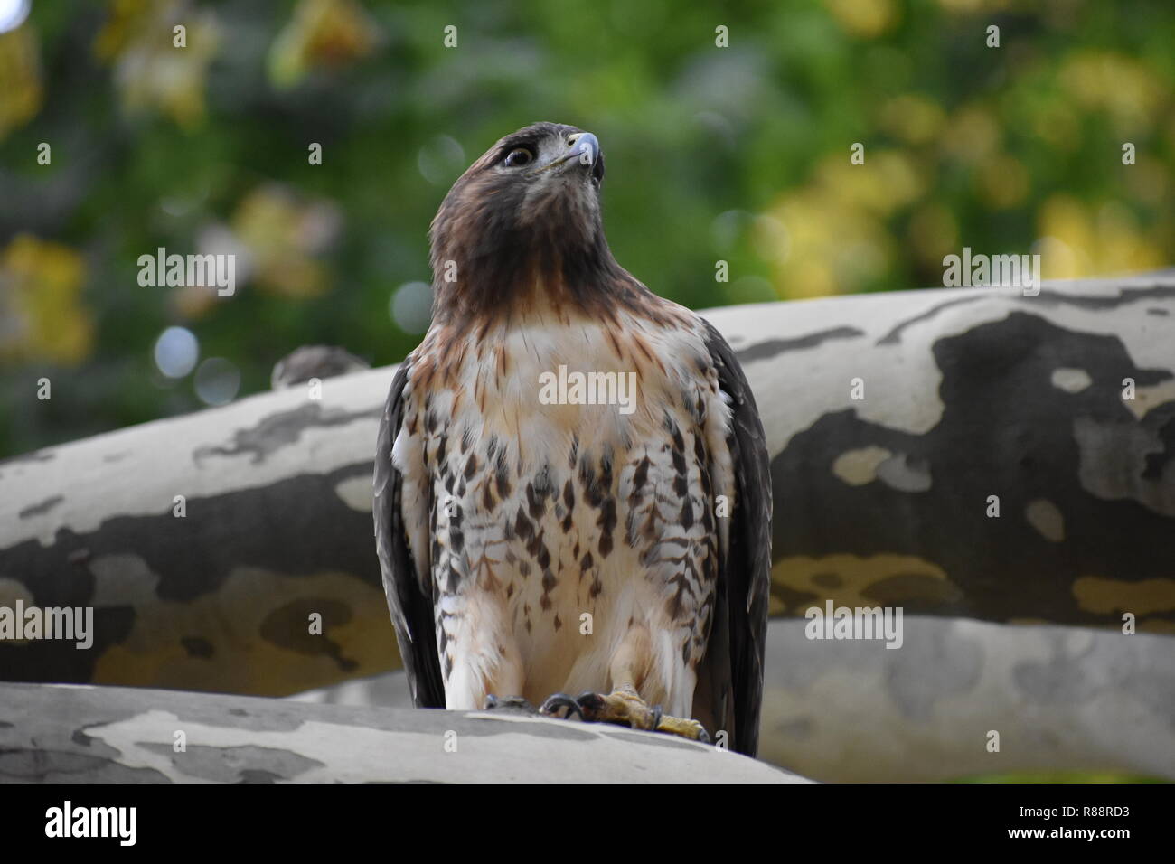 Red Tailed Hawk Stock Photo