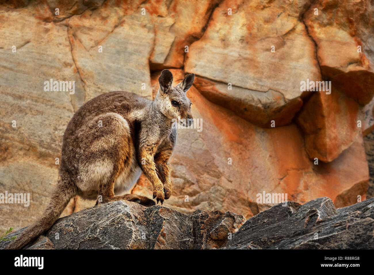 Rare Black-footed Rock-wallaby sitting on a rock ledge. Stock Photo