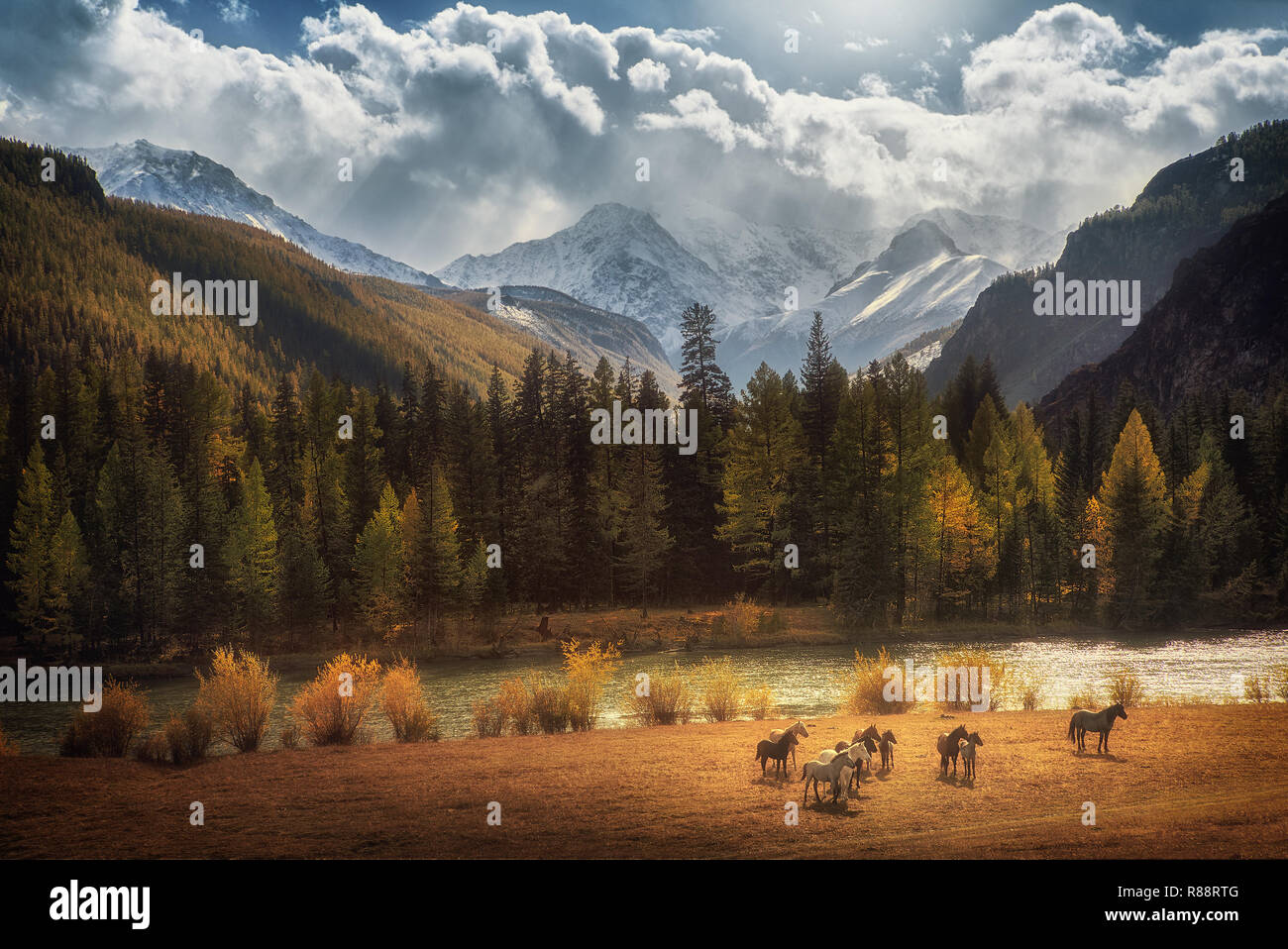 Horses walking free in meadow with snow capped mountain backdrop Stock Photo