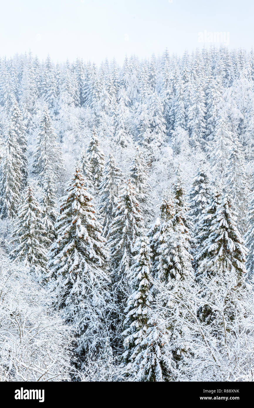 Snow covered spruce trees in a forest Stock Photo