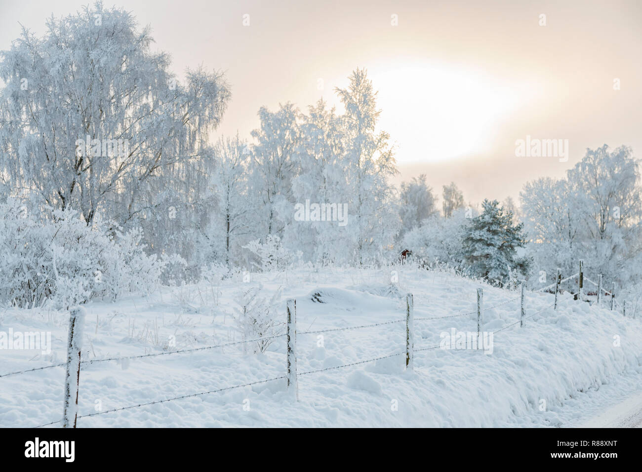 Barbed wire fence in a winter landscape with snow and frost Stock Photo ...