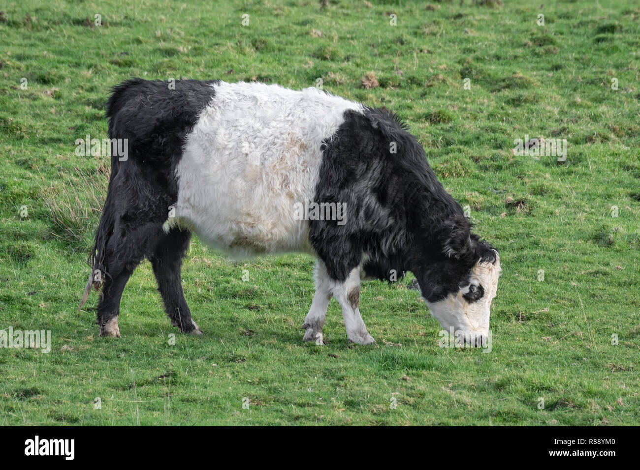The Belted Galloway is a heritage breed of beef cattle originating from Galloway cattle that originated on the west side of southern Scotland Stock Photo