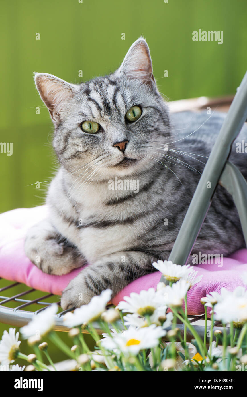 Domestic cat lying on a chair Stock Photo - Alamy
