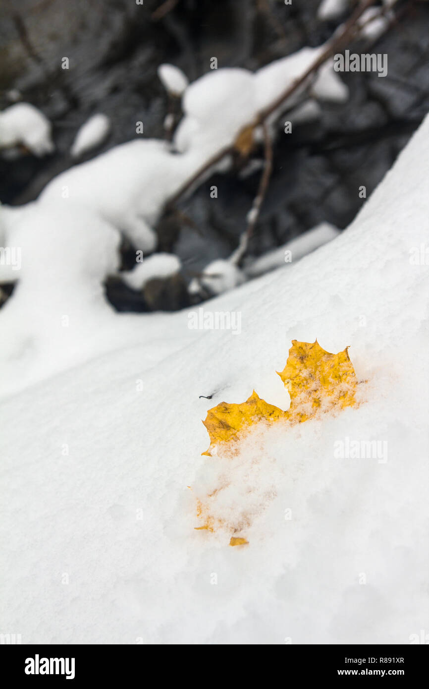 yellow fallen maple leaf on the first fresh snow Stock Photo