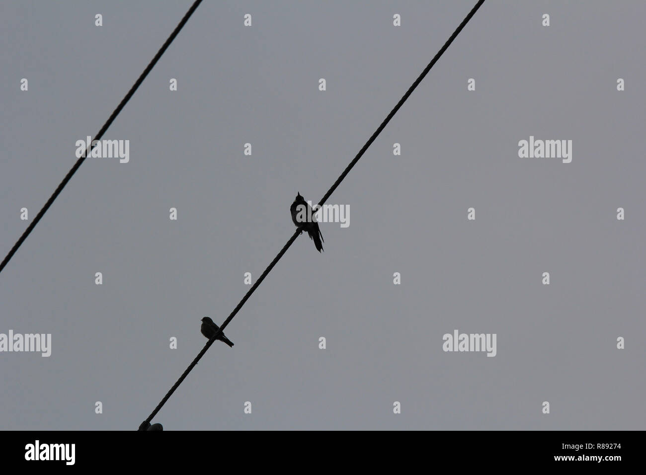 birds on a wire Stock Photo Alamy