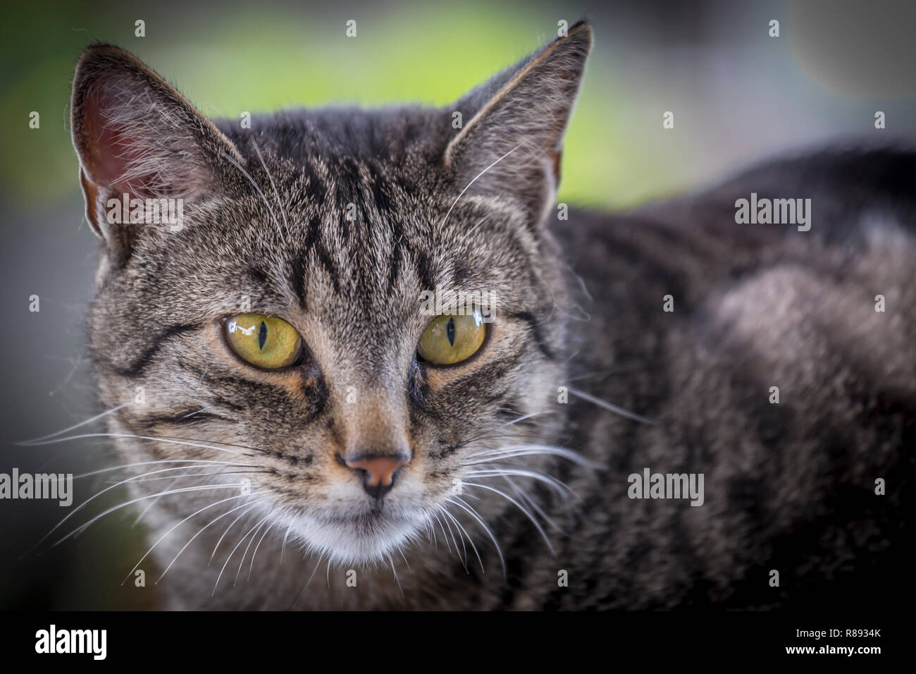 Portrait of a Cat Stock Photo