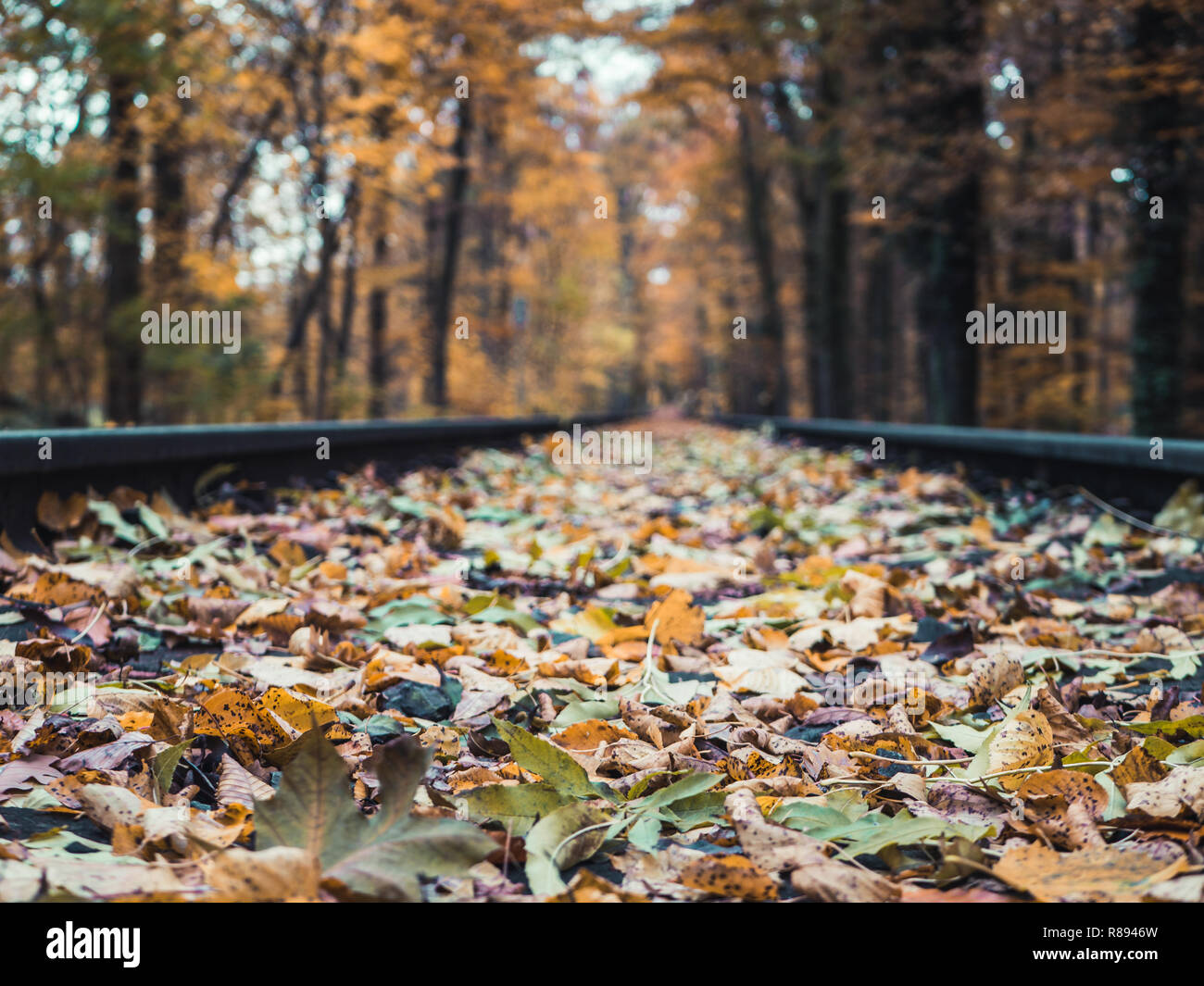Low angle shot of railroads going through the woods in autumn, with colorful leaves flying around Stock Photo