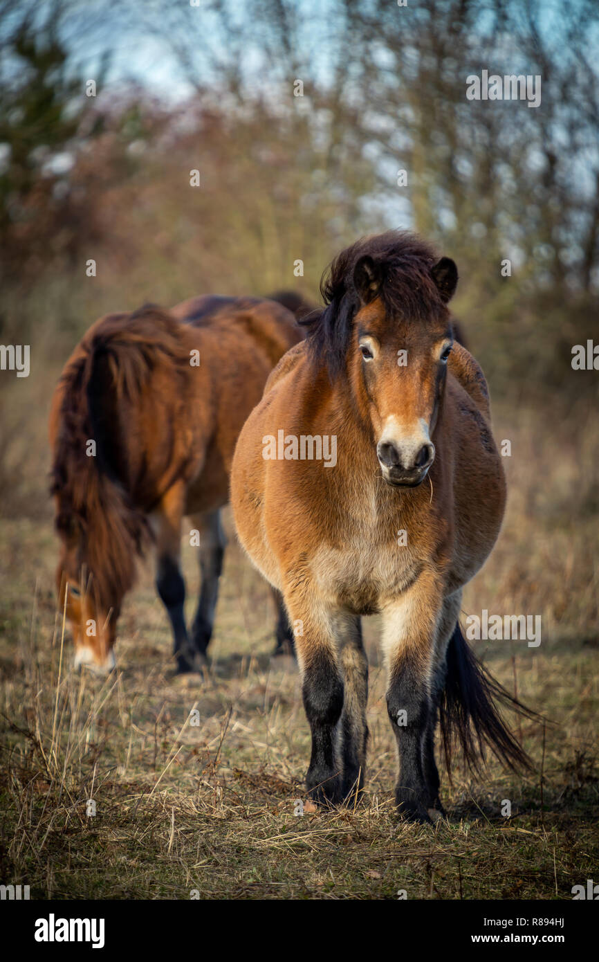Portrait of cute wild horse, exmoor pony grazing in Masovice, Podyji, Czech Republic Stock Photo