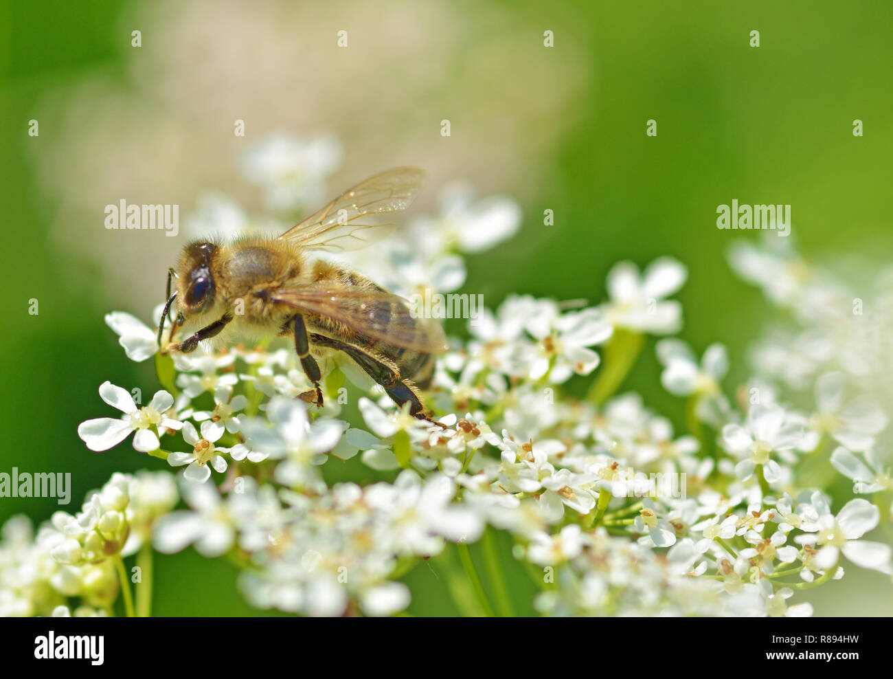 Bee collects pollen from a flower.With warming the life of insects