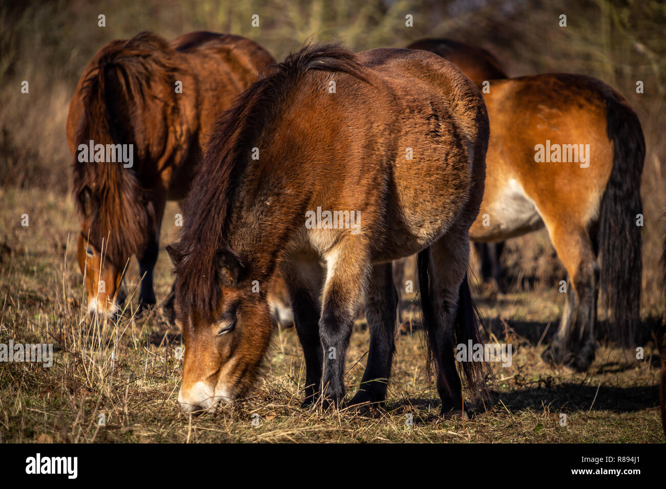 Closeup on heard of wild horses, exmoor pony grazing in Masovice, Podyji, Czech Republic Stock Photo