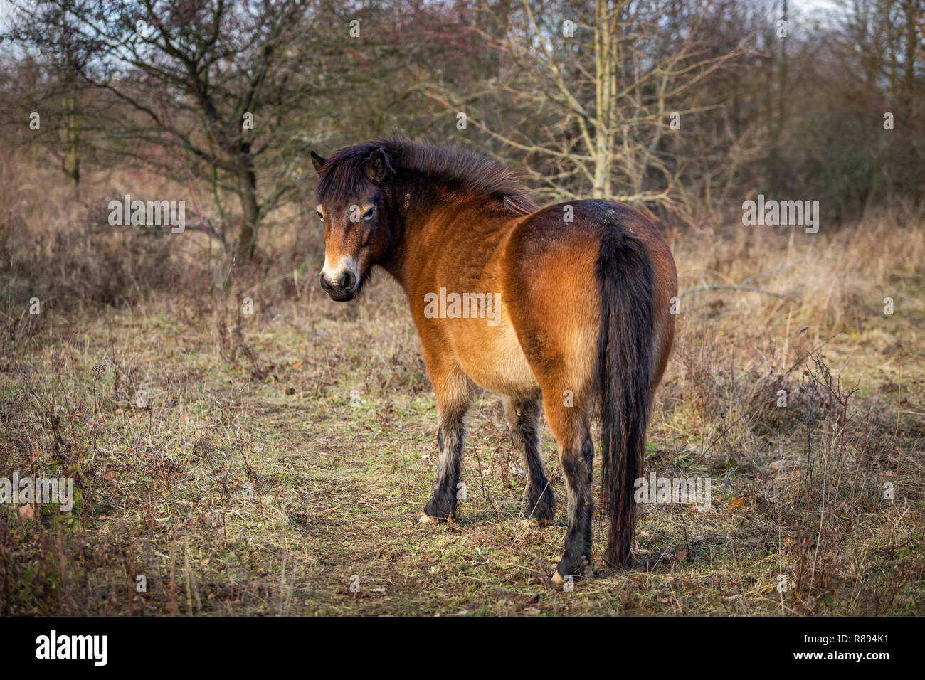 Wild horse, exmoor pony looking back in Masovice, Podyji, Czech Republic Stock Photo