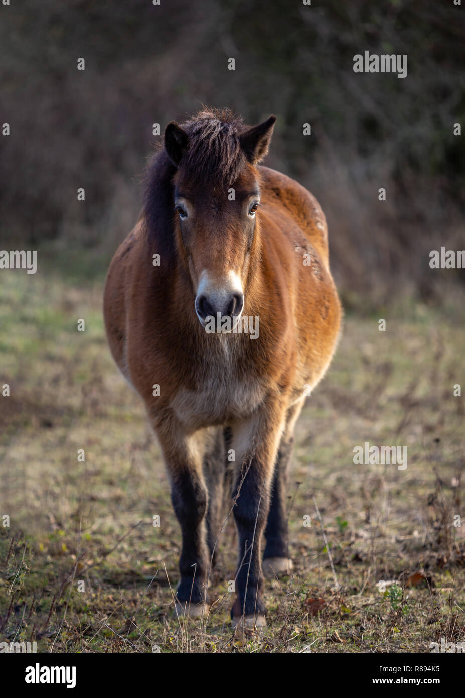 Wild horse, exmoor pony standing in the meadow in Masovice, Podyji, Czech Republic Stock Photo