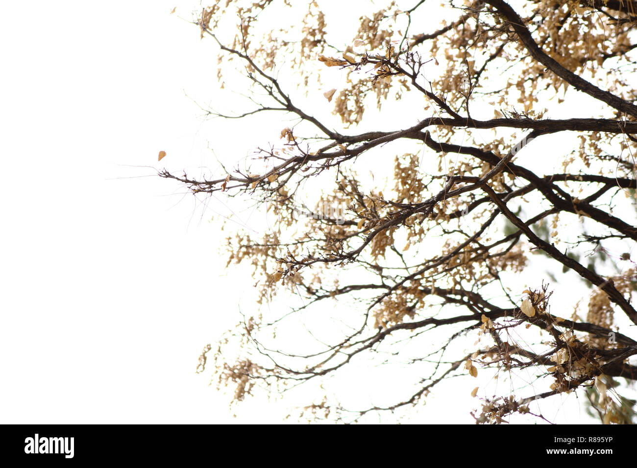 Flowers dancing with the wind Stock Photo Alamy