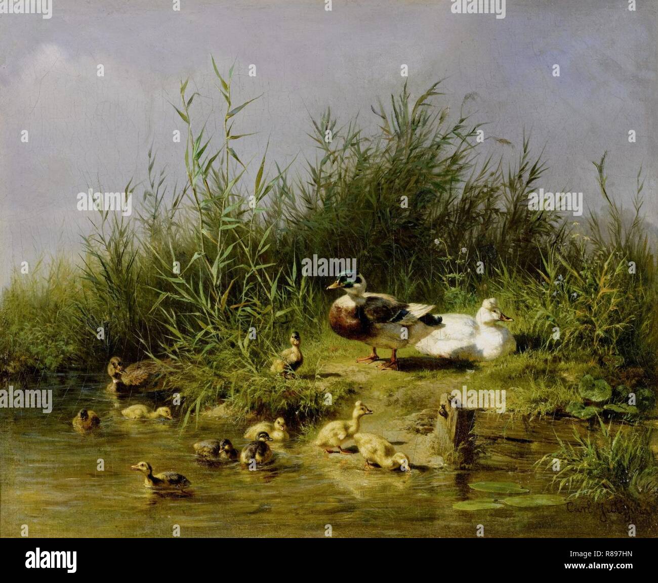 Entenfamilie hires stock photography and images Alamy