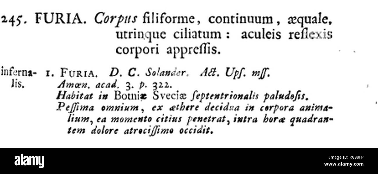 Carl von Linné - Systema Naturae - Furia infernalis. Stock Photo