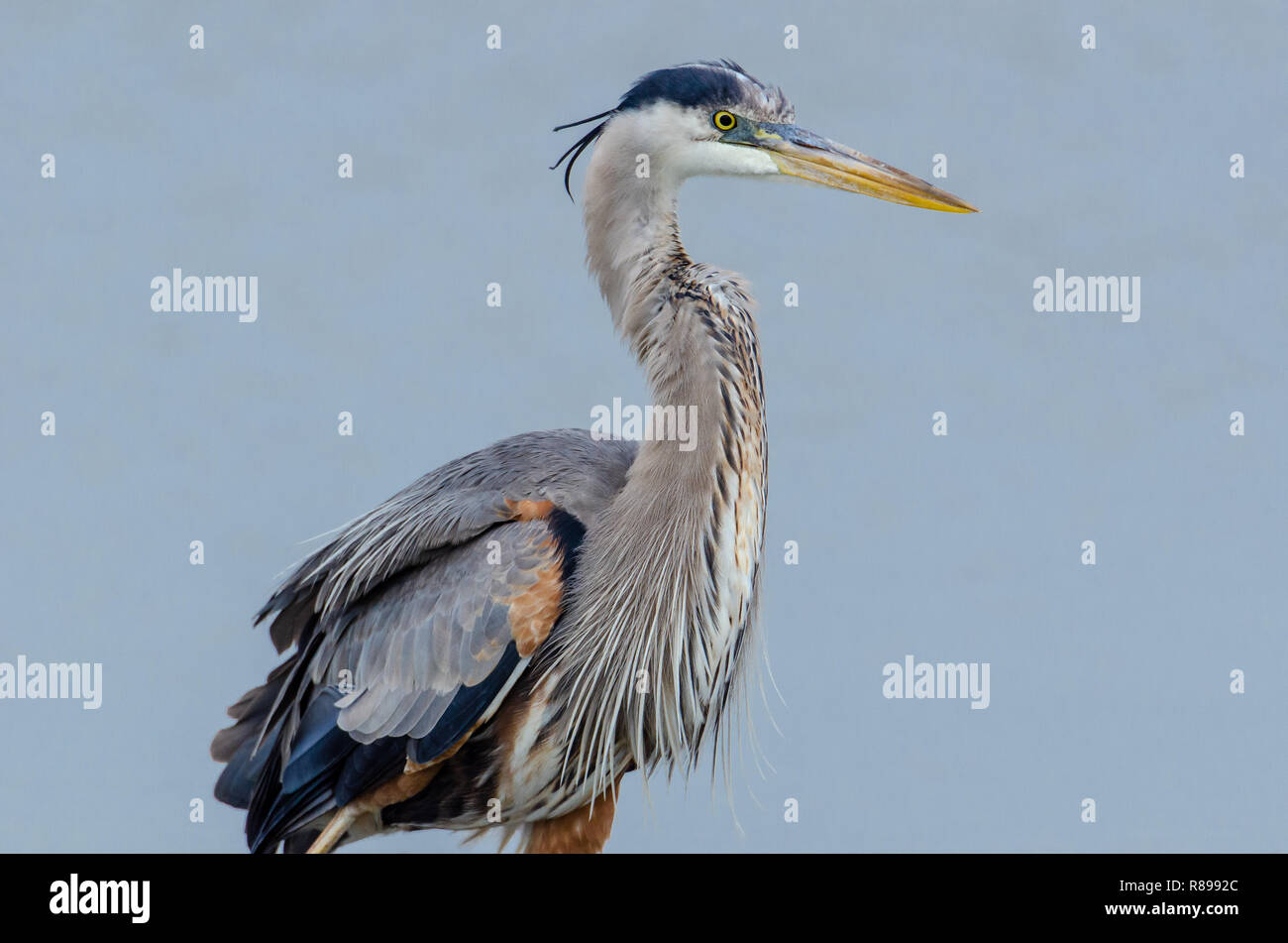 Great blue heron (Ardea herodias) in wetlands of Flordia Stock Photo