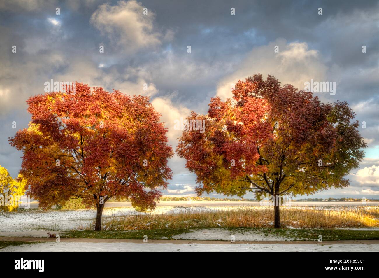 Two Autumn Purple Ash Trees in full fall leaf shortly after an early season snow fall. Stock Photo