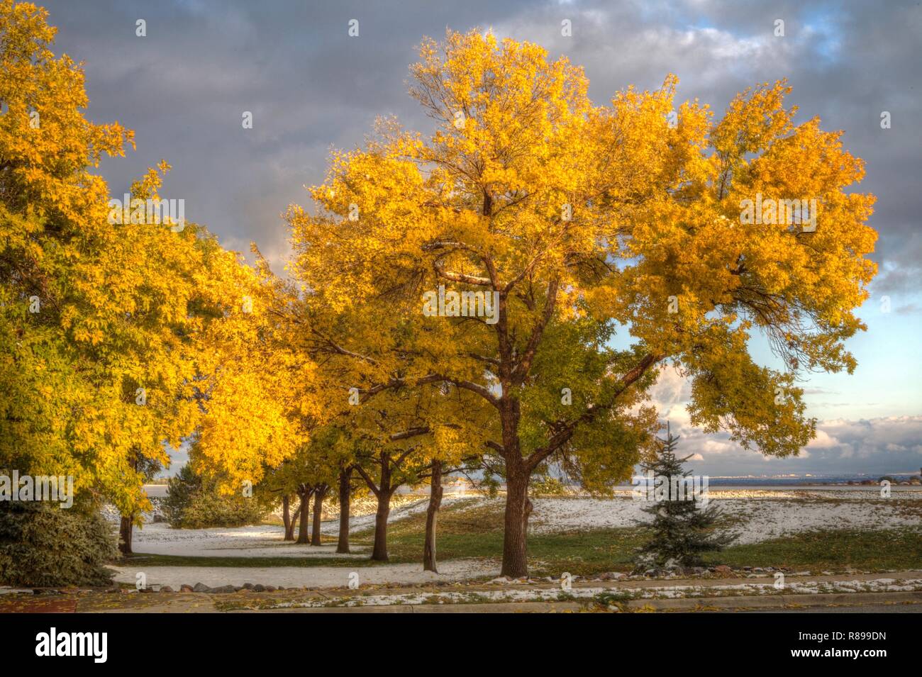 Green Ash trees are in their fall splendor after a brief snow storm, which is  breaking up in the background. Stock Photo