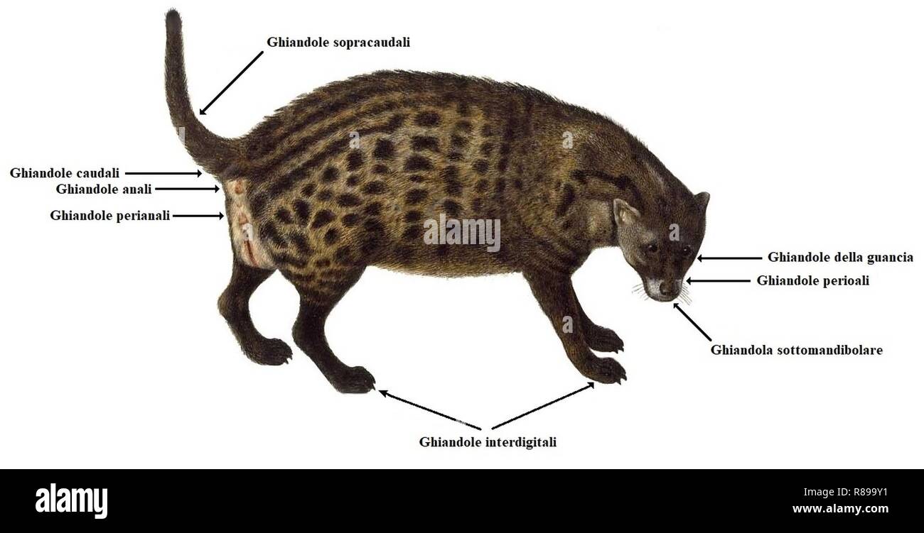 Carnivoran scent gland locations (IT Stock Photo Alamy