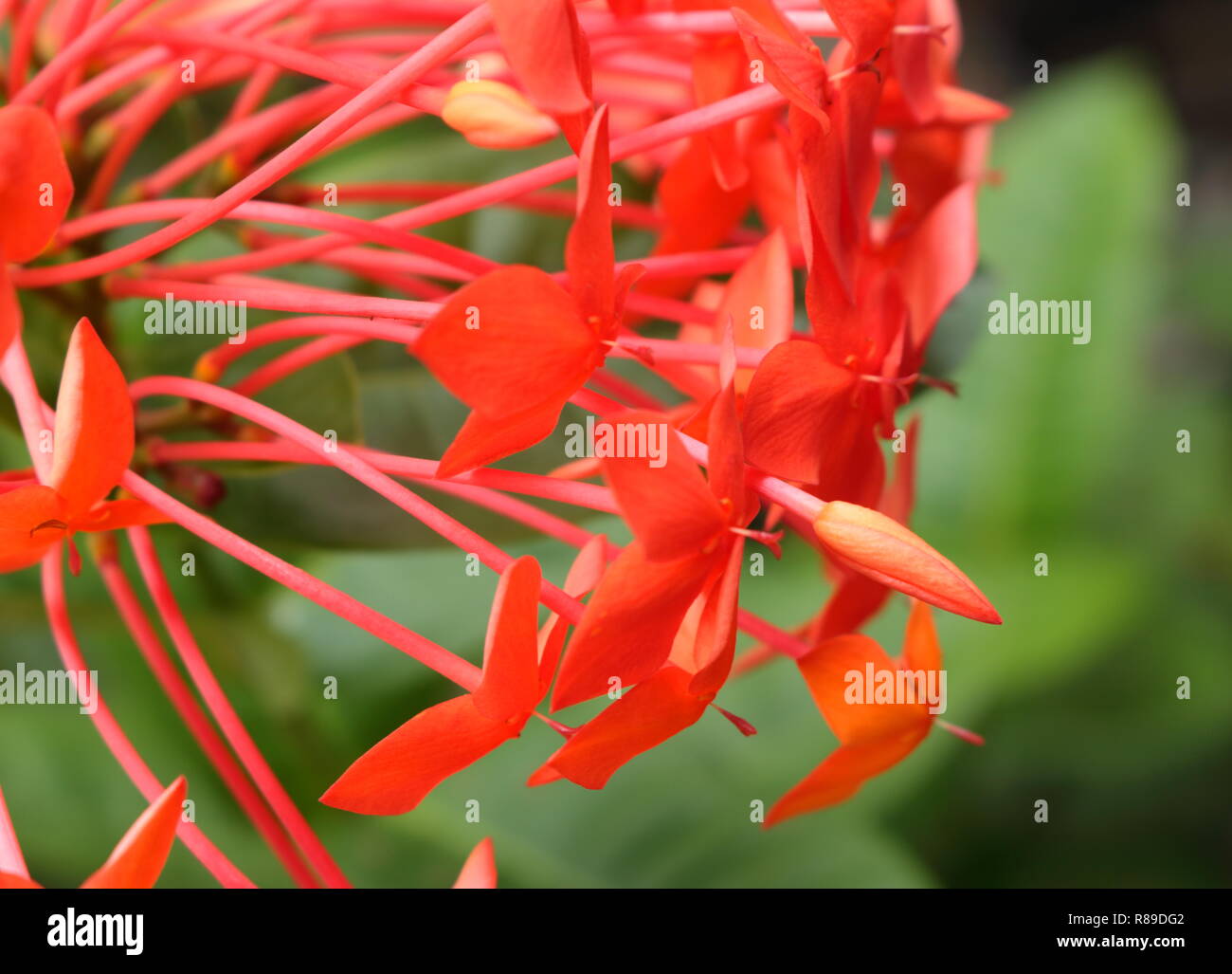 Orange flower spike hires stock photography and images Alamy