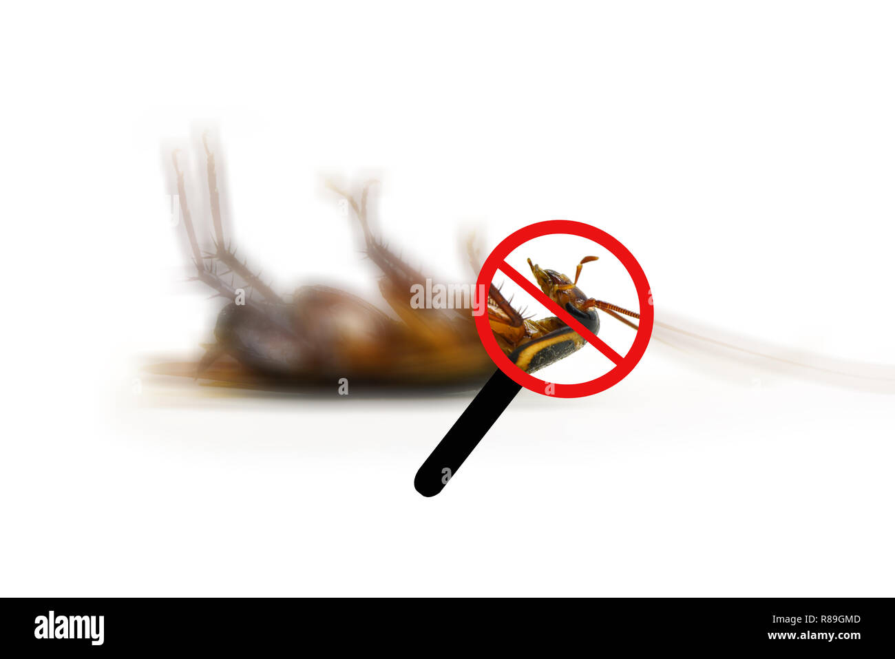 cockroach isolated / lying dead of cockroach insect isolated on white background / insecticide products (Blatta lateralis) Stock Photo
