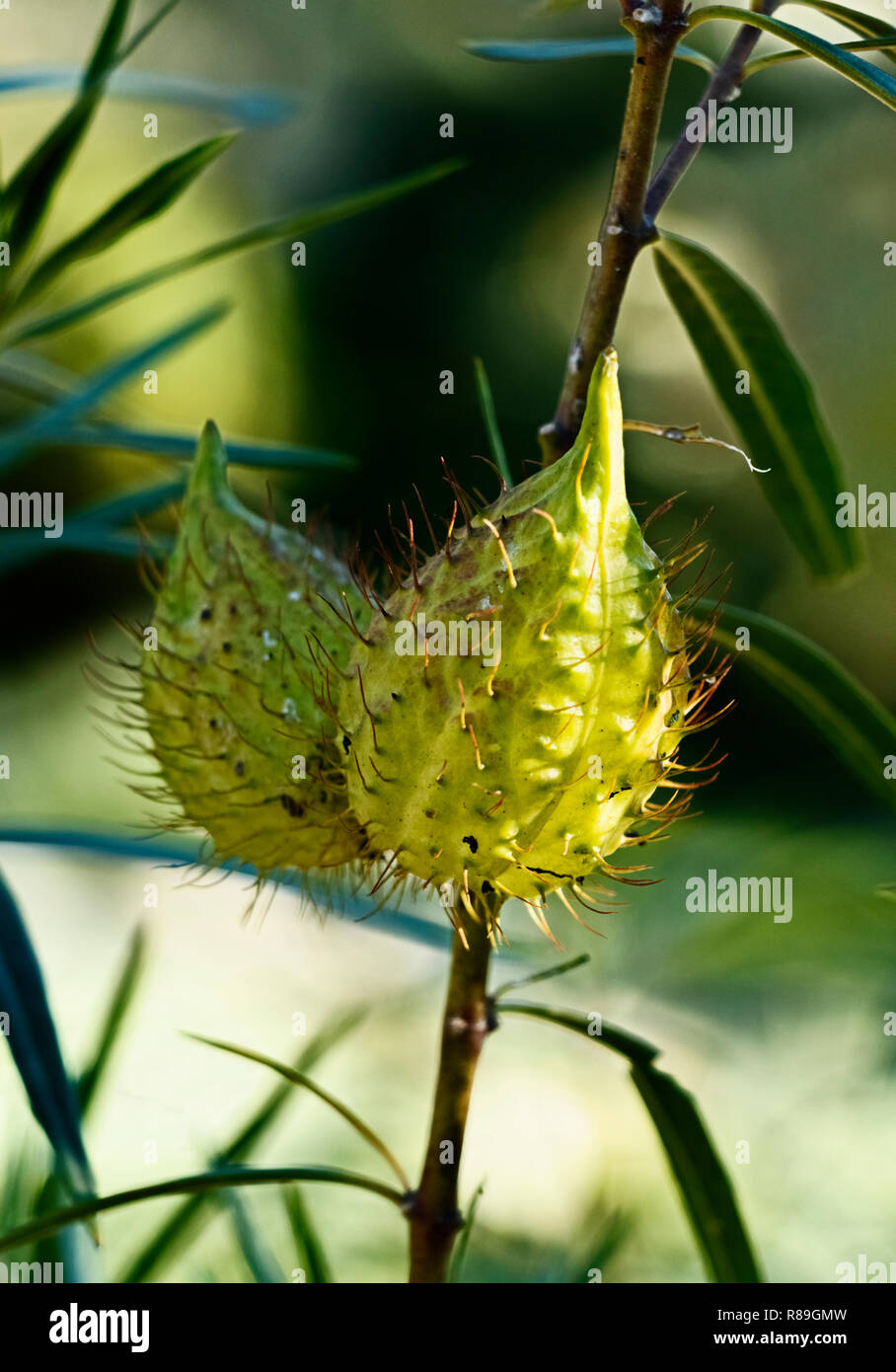 Fruits of gomphocarpus fruticosus  (asclepias fruticosa -arghel -or balloon  cotton bush ), the fruit is balloon like covered with soft spines , the s Stock Photo