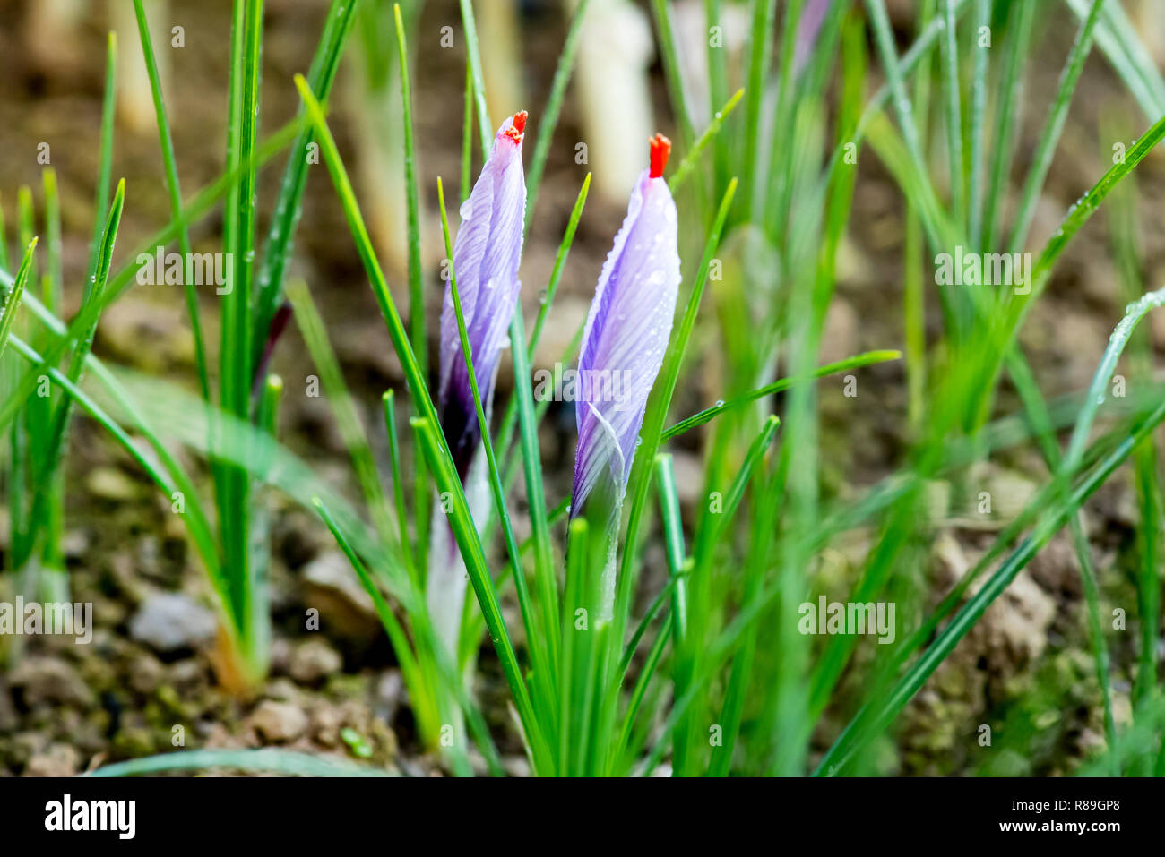 Close up detail on buds on a saffron plant, Crocus sativus, growing in