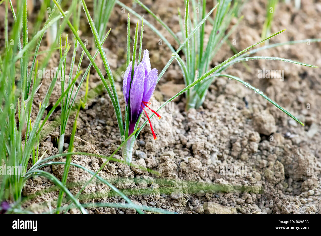 Saffron flower showing the red stigma and styles used as a sort after