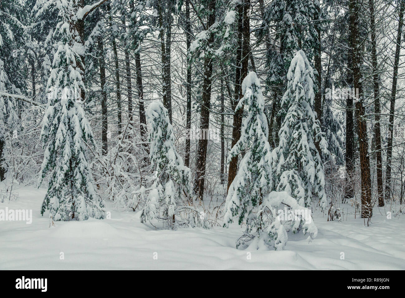 Landscape coniferous forest frozen hi-res stock photography and images ...