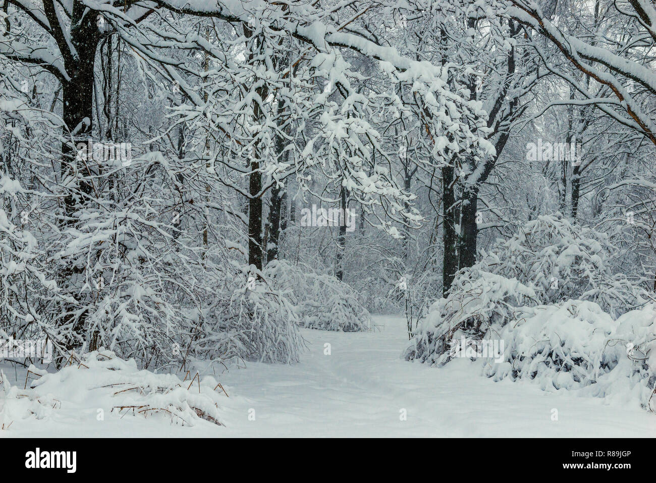 Black branches and white snow black and white winter forest landscape ...