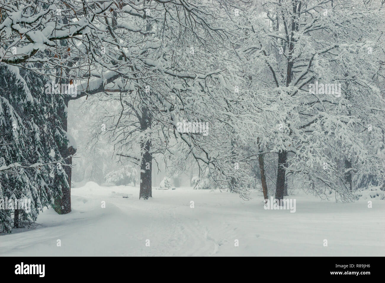 branches deciduous trees in winter, natural winter landscape background ...