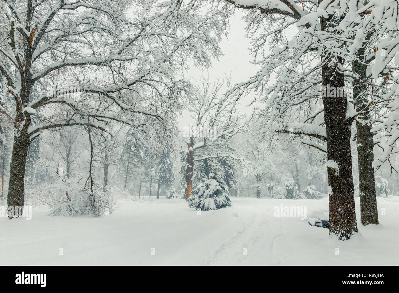 Path In The Woods In Winter Natural Winter Landscape Background A Lot Of Snow Stock Photo Alamy