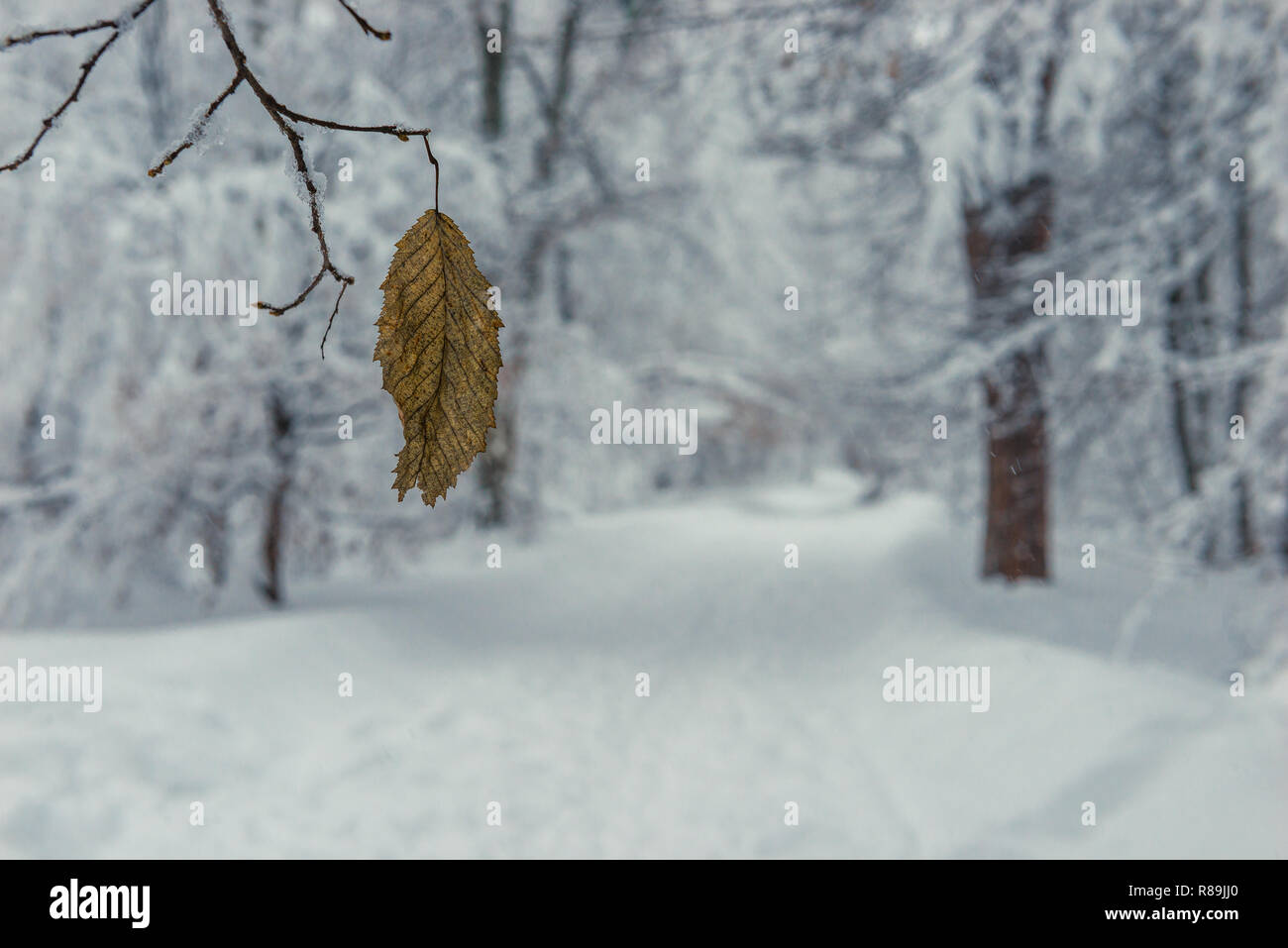 Fokume New forest frosty leaf hi-res stock photography and images - Alamy