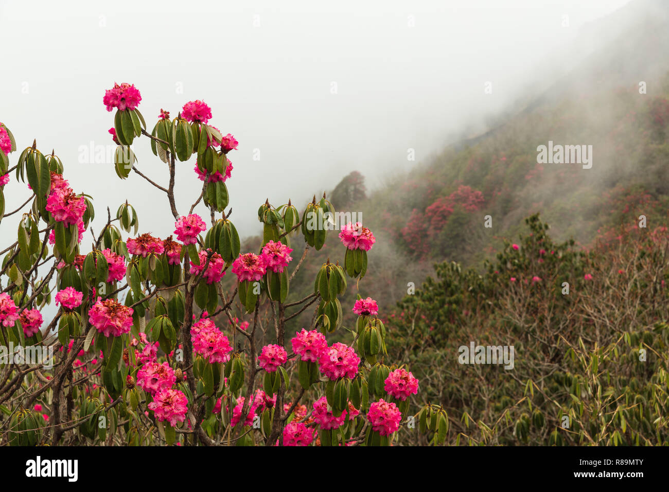 Pink blooming rhododendron flowers, Annapurna Himal, Nepal, Himalayas, Asia Stock Photo