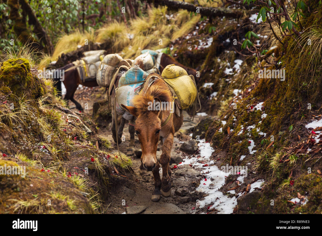 Mule pack hires stock photography and images Alamy