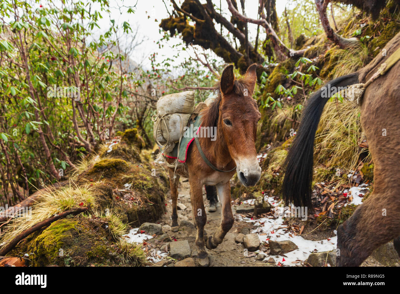 Pack mule carrying supplies and walking up trail in Mardi Himal