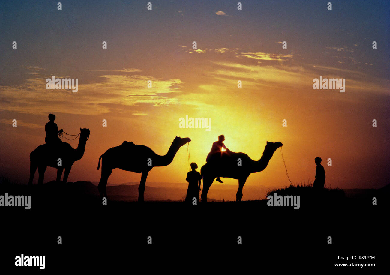 Camel riding in sunset Stock Photo