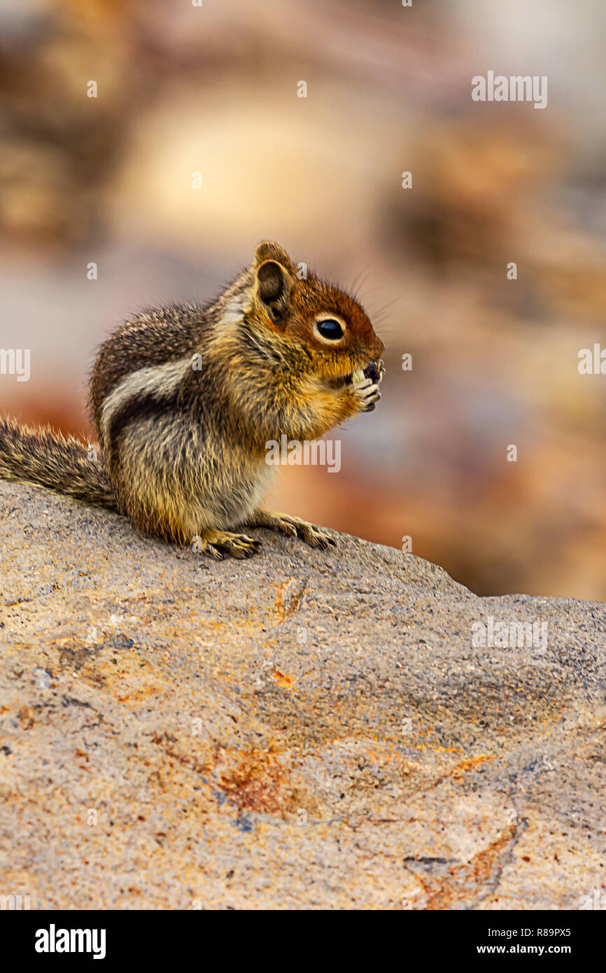 a chipmunk eating a seed on a large rock Stock Photo