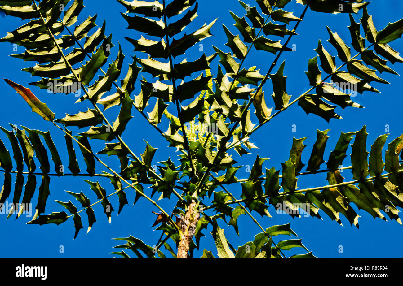 Fantastic green leaves of a mahonia -berberis lomariifolia-plant against the blue sky , in the background the plant yellow flowers Stock Photo