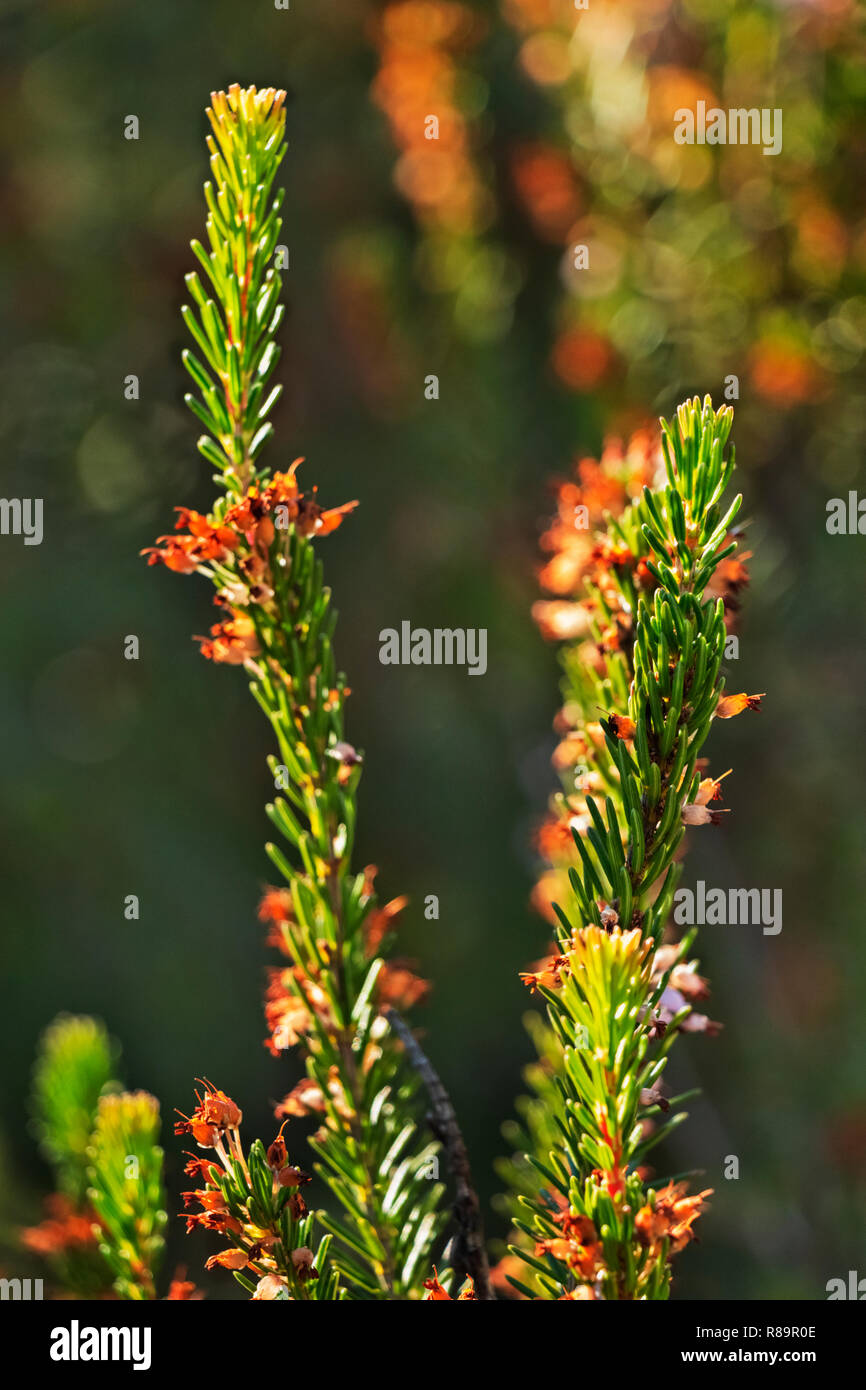 Twigs of  heath  -erica-plant , small and very narrow leaves and several dry flowers , the background is green and out of focus , saturated colors , Stock Photo