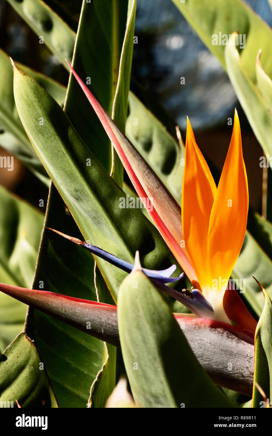 Fantastic bird of paradise flower -strelitzia reginae -the horizontal inflorescence with orange sepals and blue-white petals Stock Photo