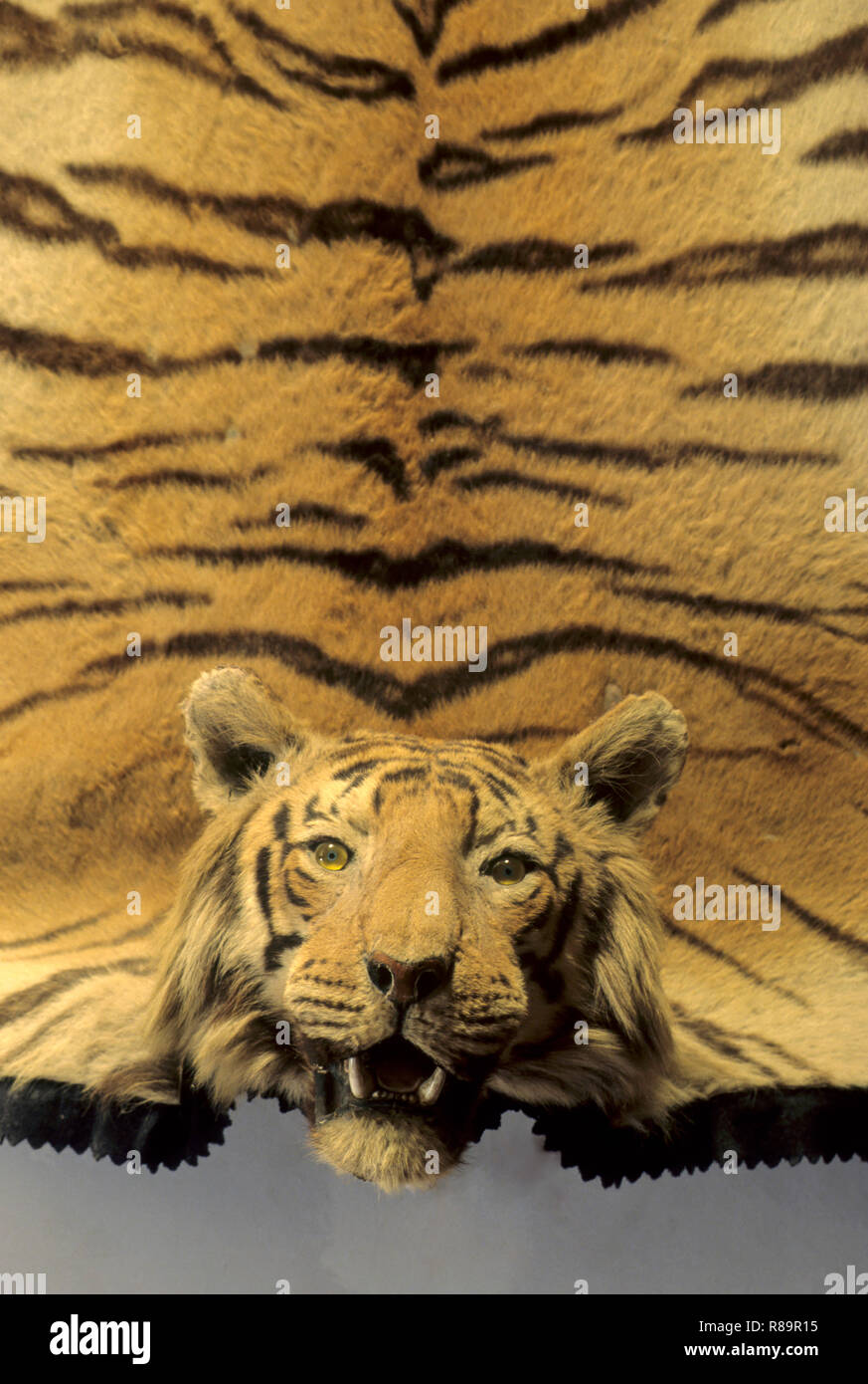 Coat tiger hires stock photography and images Alamy